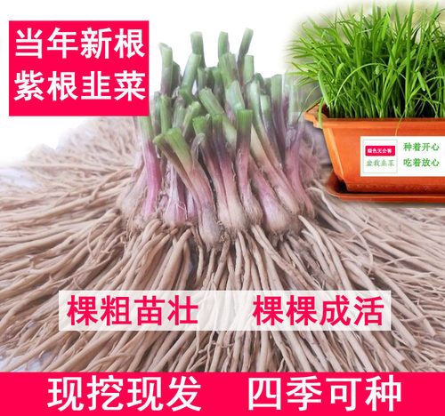 韭菜根苗现挖四季宽叶包成活庭院