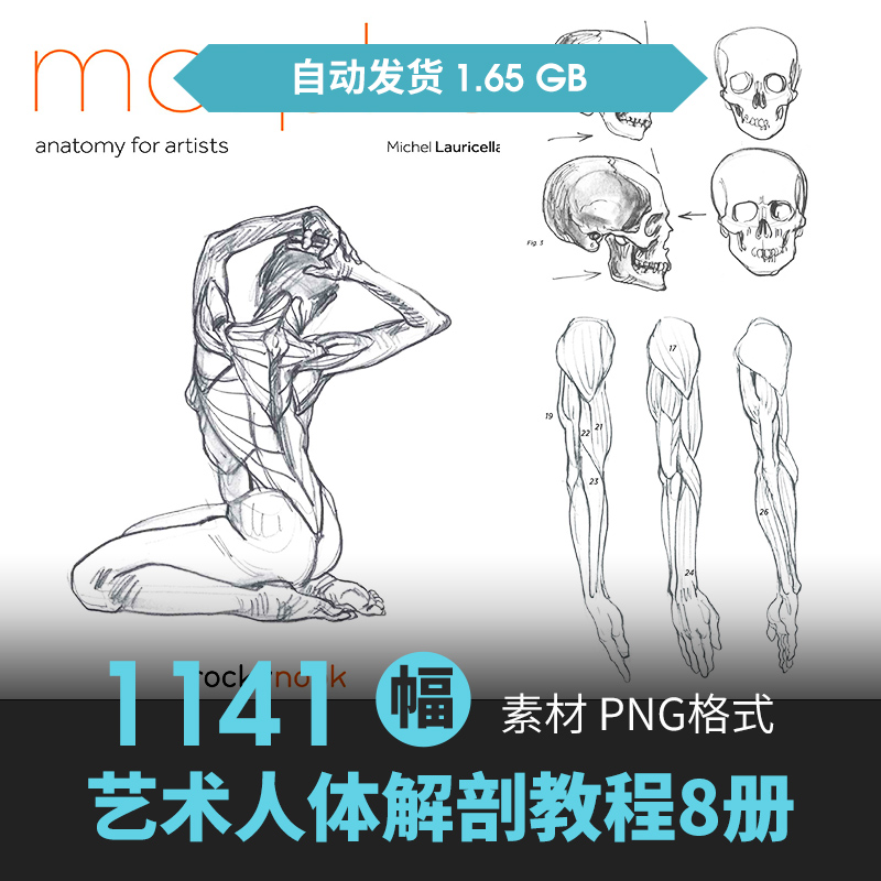 Morpho人体艺术解剖8册结构手脚躯干形态手绘画线稿素描速写素材