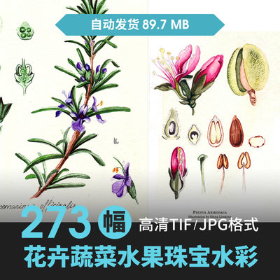 欧美插画师ElenaLimkina花卉植物水彩画 彩铅手绘临摹素材图