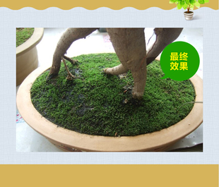 盆景快速覆盖绿苔 办公室景观
