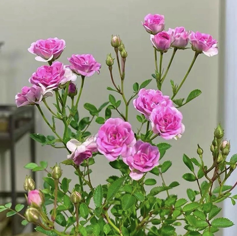 姬月季迷你小盆栽超微室内桌面绿植带花苞土培水培小玫瑰花,鲜花速递/花卉仿真/绿植园艺,月季/蔷薇/玫瑰,淘宝优惠券,粉丝福利购,淘宝优惠卷