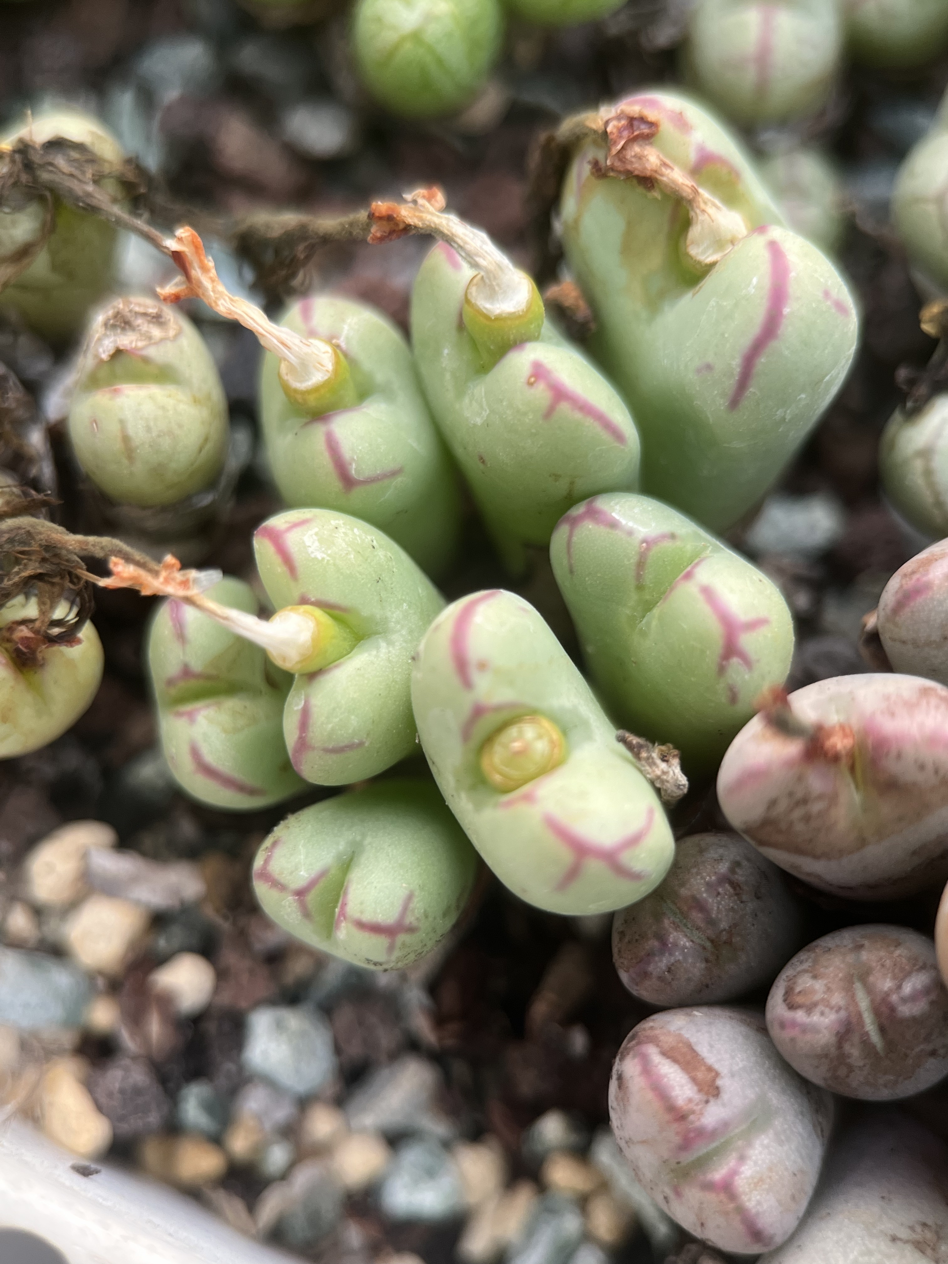 园艺肉锥杂交群生8头