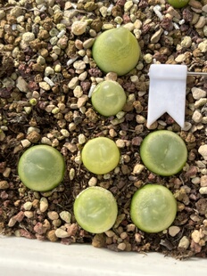 拉登打包包邮肉锥0.95-1.4cm