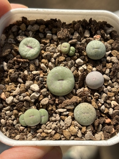 7种红嘴套装v嘴p嘴b嘴大小奶油嘴打包包邮