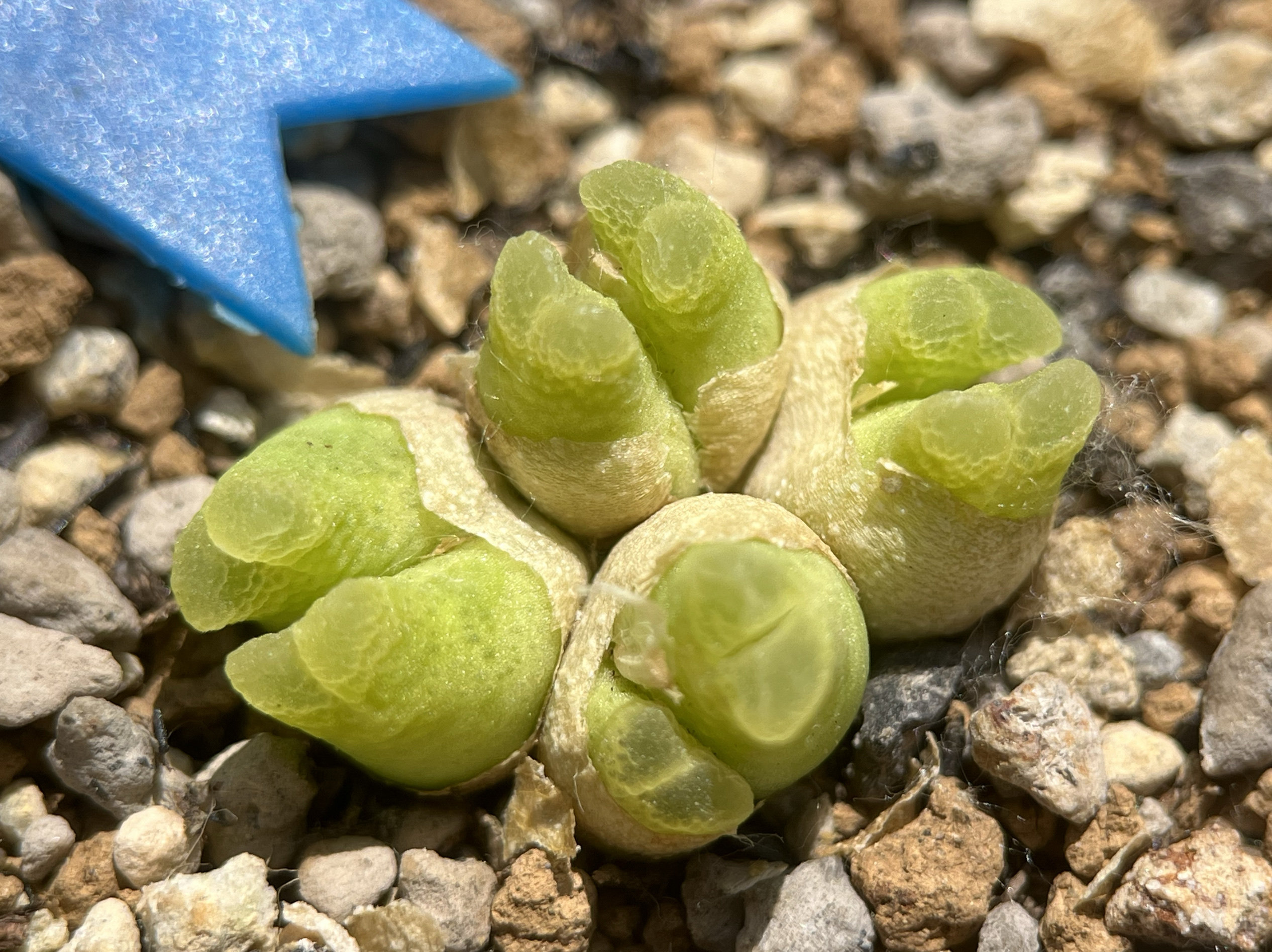 园艺肉锥奶瓶风铃群生