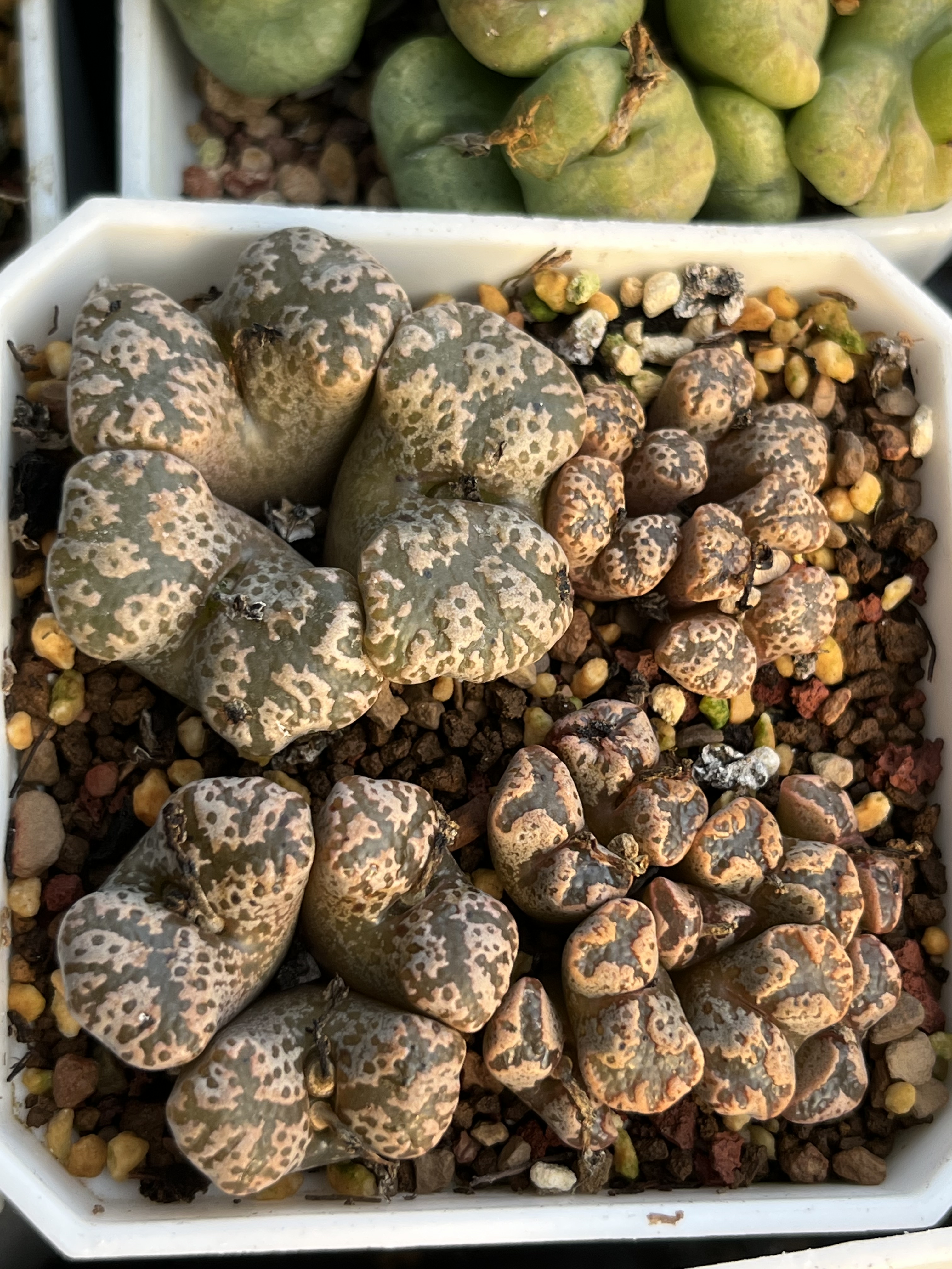 4群蝴蝶勋章打包肉锥群生肉锥包邮