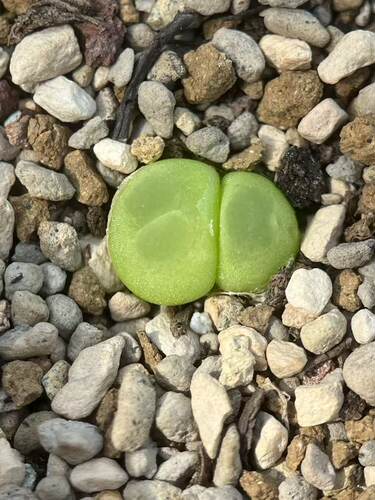 拉登双头整体1.15cm肉锥包邮多肉