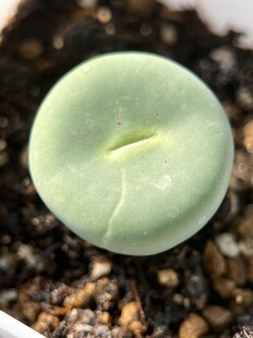 大型红嘴锦 不是sub 嘴可红 肉锥锦包邮