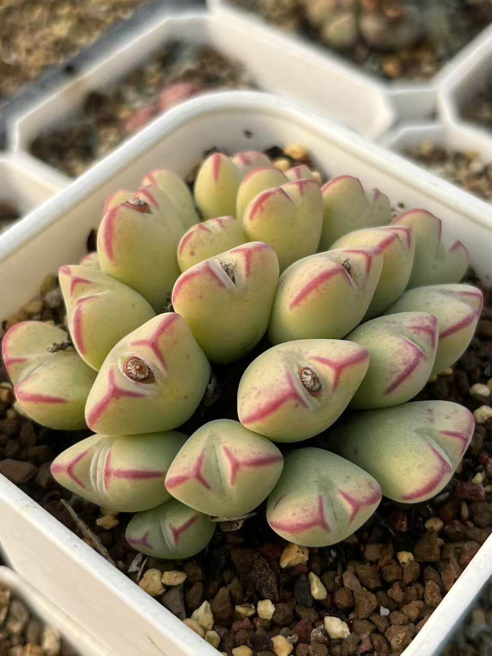 23头特选果冻色群生红边少将肉锥