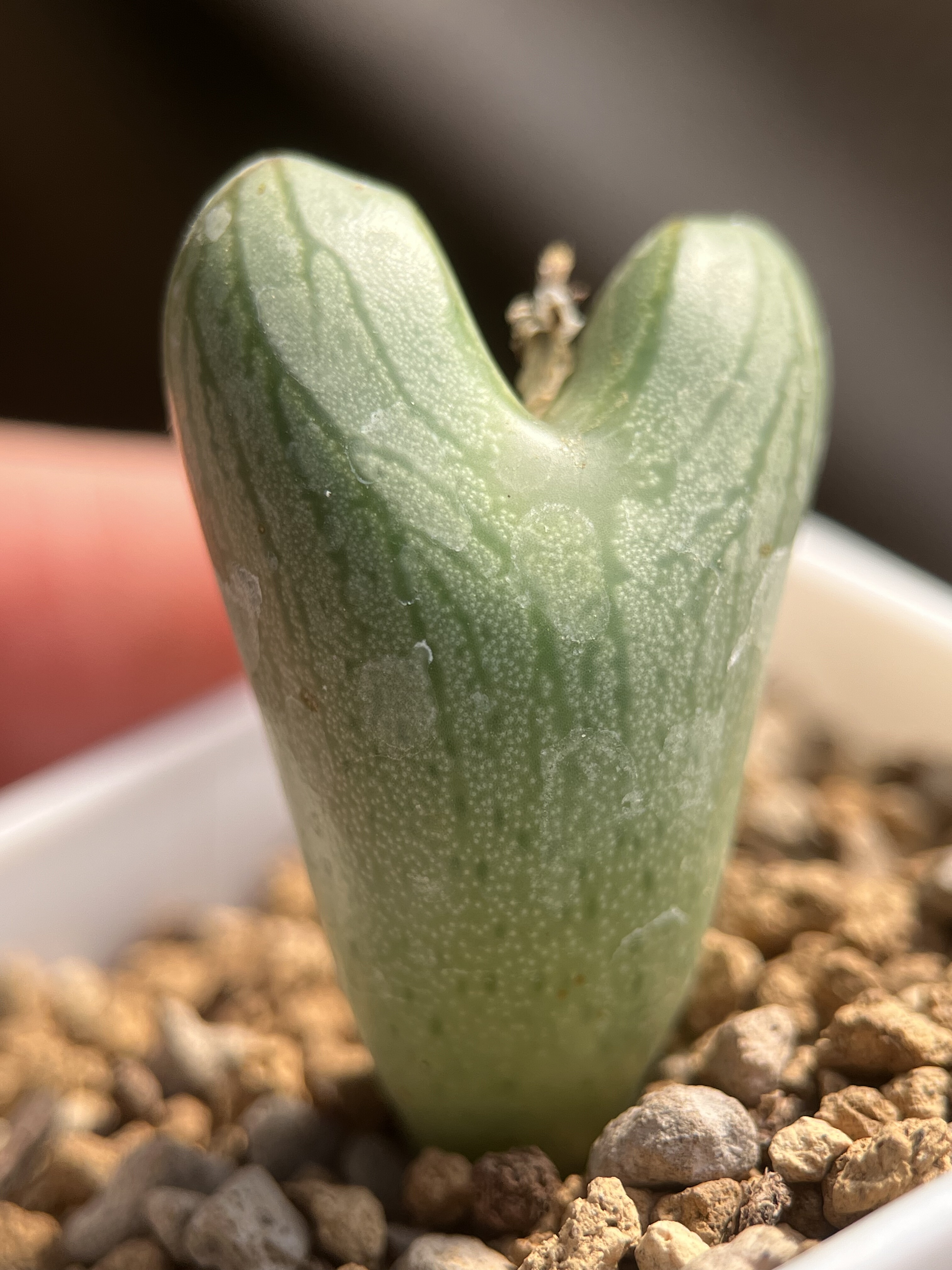 包邮送奶工杂交少将肉锥,鲜花速递/花卉仿真/绿植园艺,多肉植物,淘宝优惠券,粉丝福利购,淘宝优惠卷