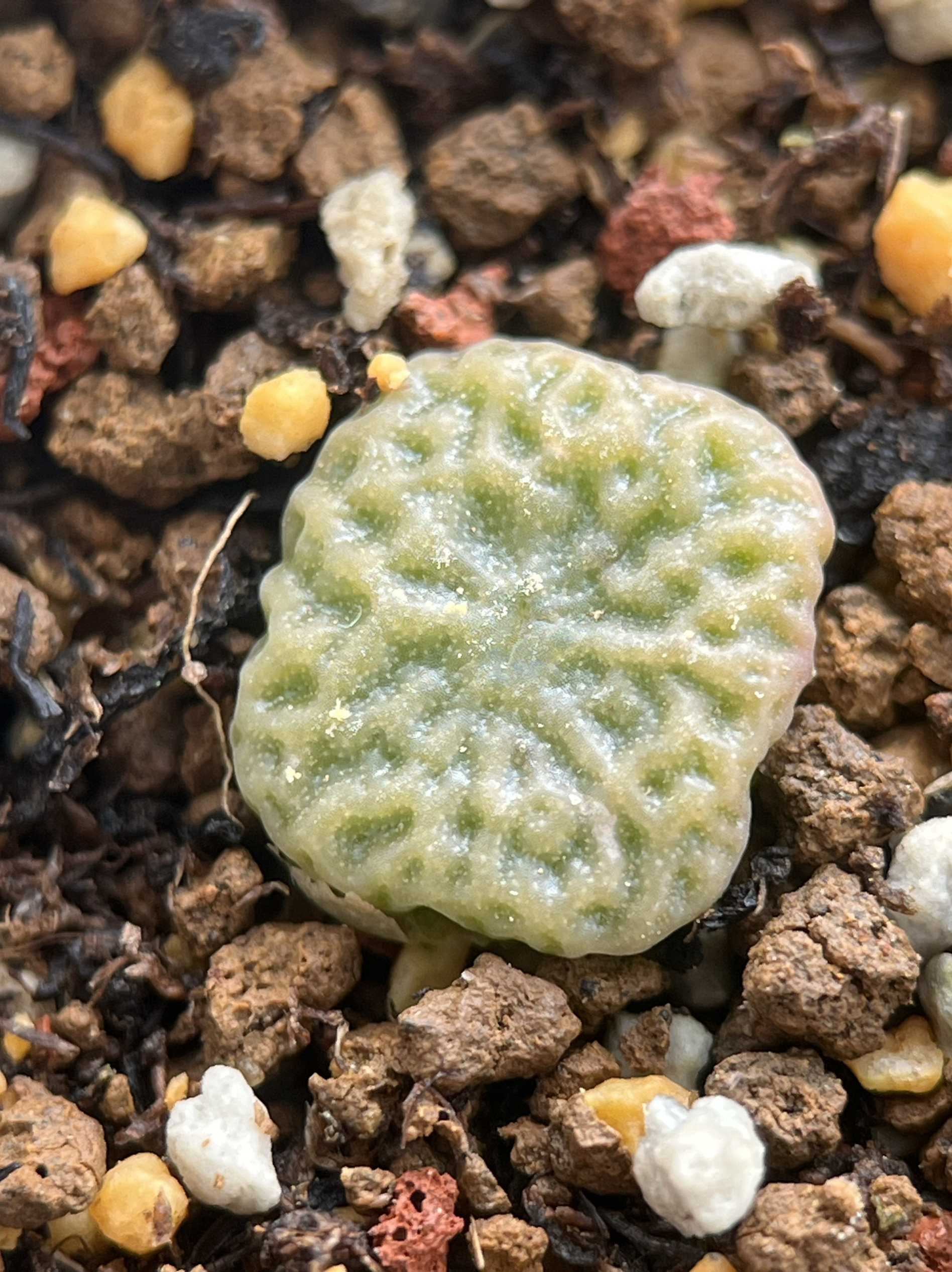 园艺肉锥超烧 约1cm 包邮 买4送一