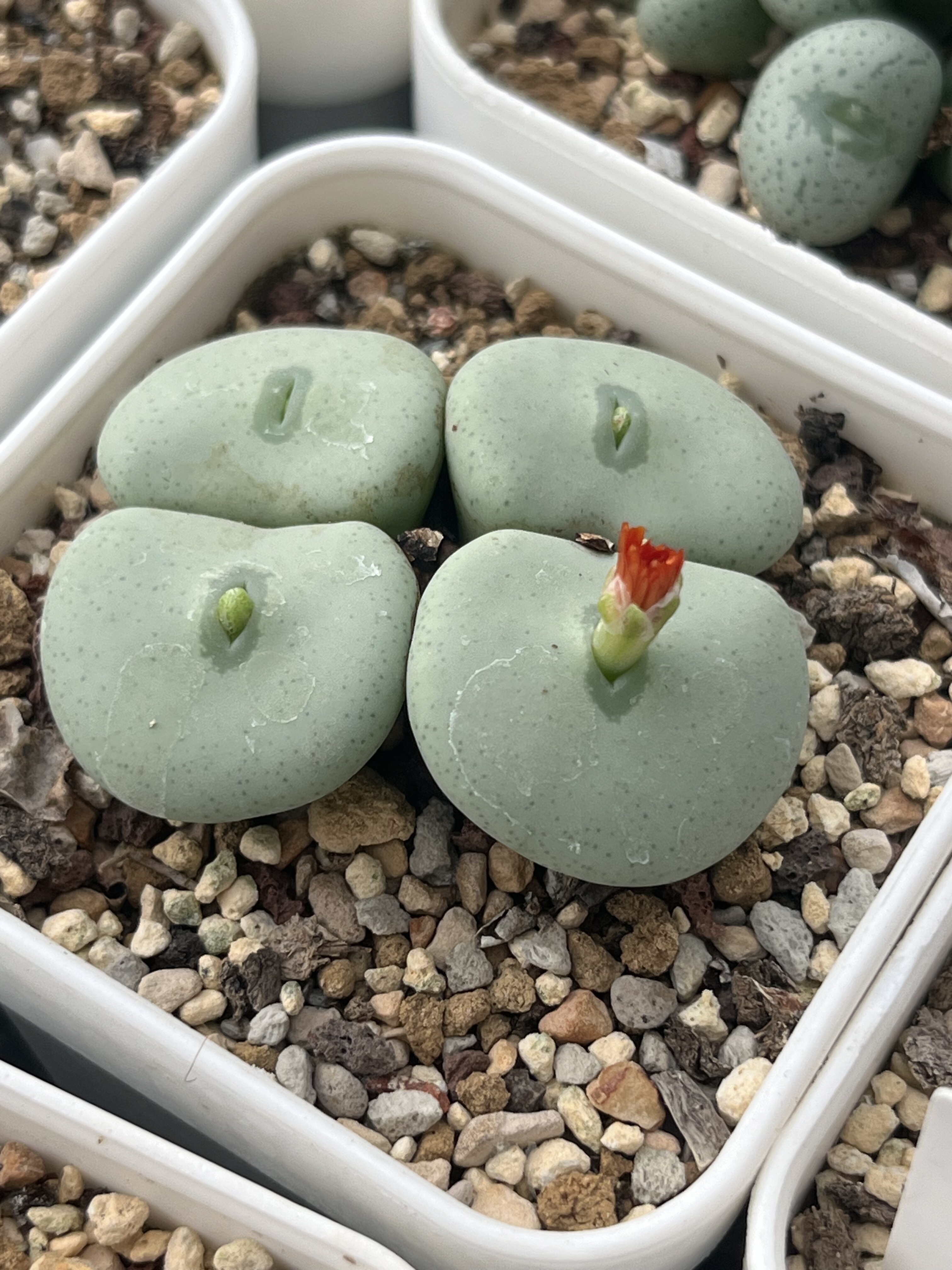 包邮肉锥橙花大饼