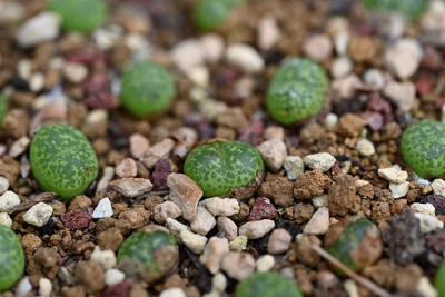 园艺肉锥肯尼迪10元3个包邮 约0.7cm