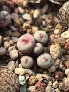 园艺红嘴肉锥群生肉锥满38包邮