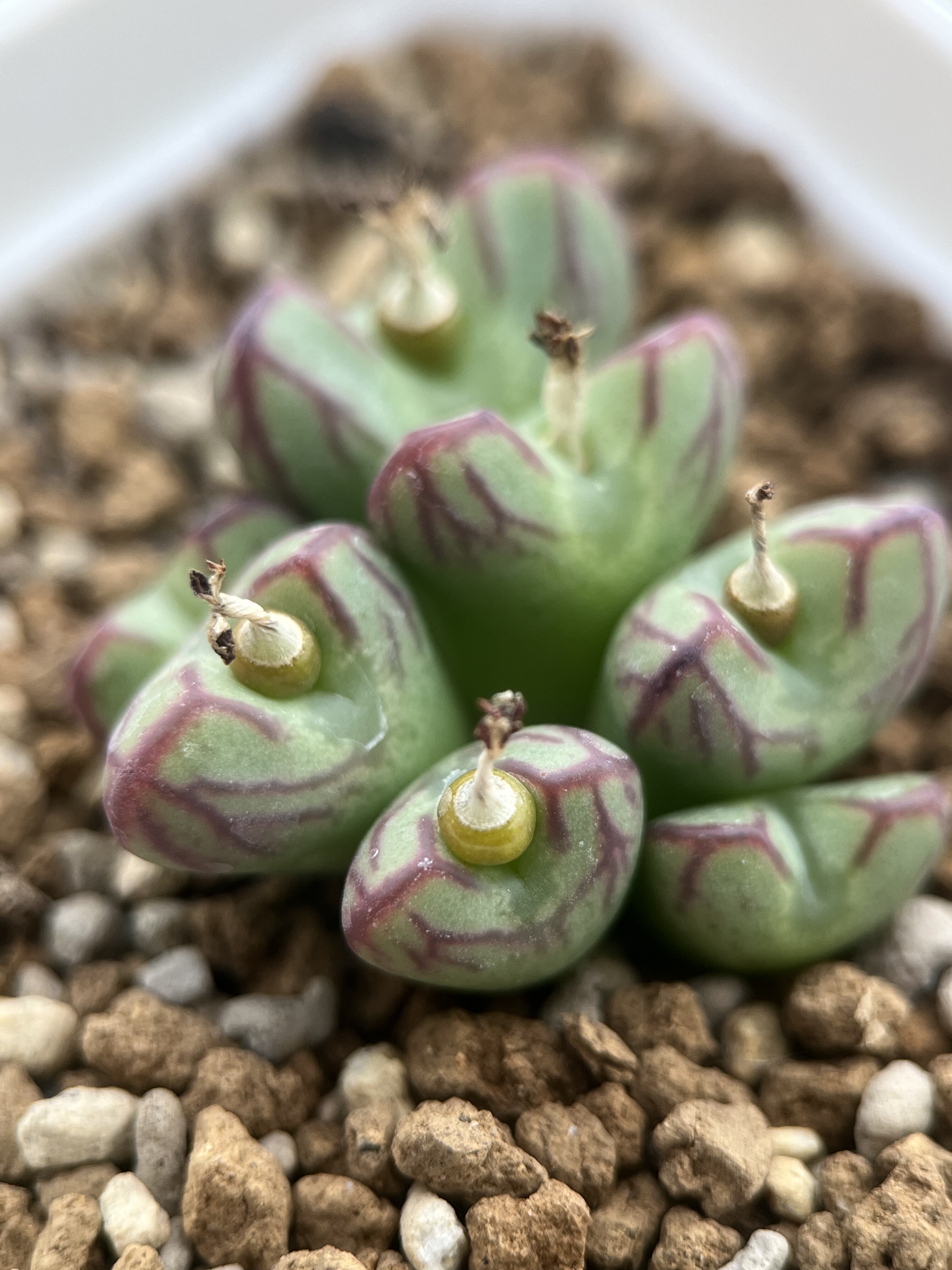 少将杂交送奶工杂交肉锥包邮,鲜花速递/花卉仿真/绿植园艺,多肉植物,淘宝优惠券,粉丝福利购,淘宝优惠卷