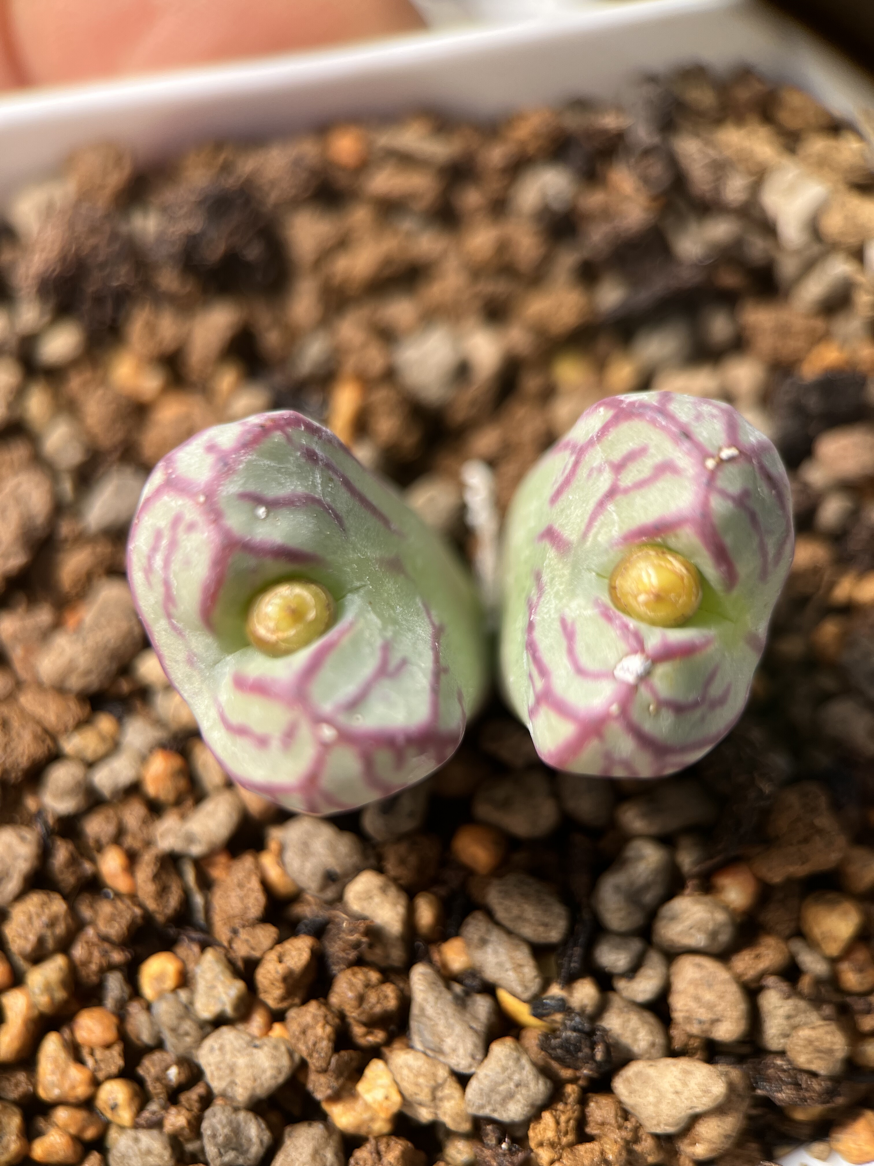 杂交肉锥杂交天花板双头包邮,鲜花速递/花卉仿真/绿植园艺,多肉植物,淘宝优惠券,粉丝福利购,淘宝优惠卷