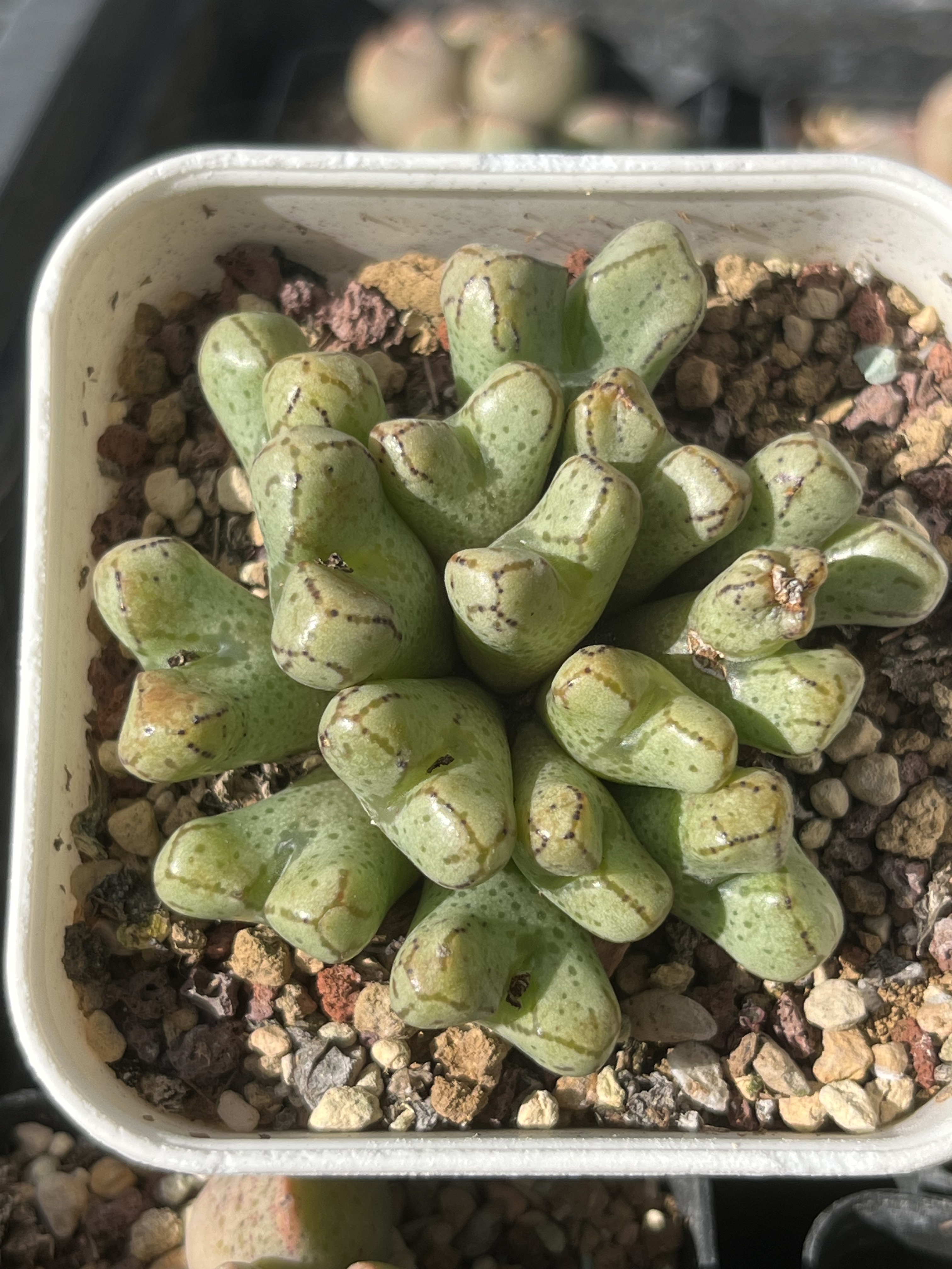 园艺大春传群生15头肉锥