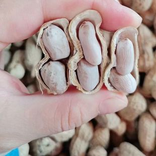 东石花生客家咸干带壳太阳晒农家自制水煮花生广东梅州平远土特产