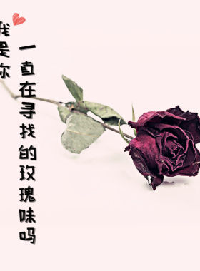 玫瑰味小样合集一轮玫瑰柏林少女