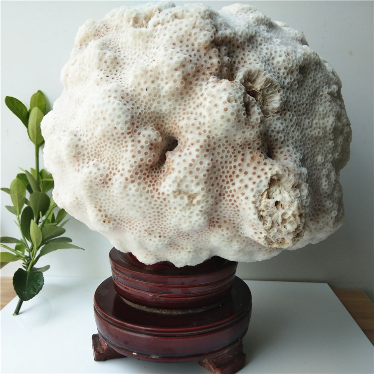 天然白珊瑚观赏石 白珊瑚球20cm 送礼收藏白珊瑚原矿景石4.37公斤