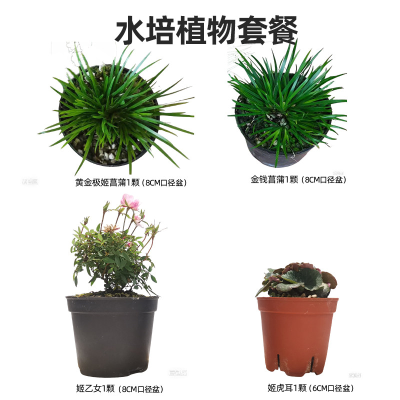 室内鱼缸小巧水培植物套餐姬乙女微月季黄金极姬金钱菖蒲姬虎耳桌