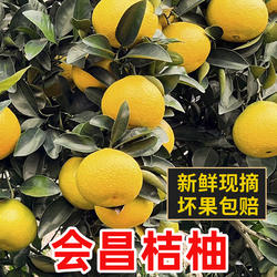 10斤装江西会昌桔柚新鲜孕妇时令水果当季整箱非庆元建阳甜橘柚