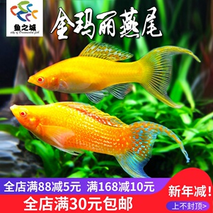 金玛丽燕尾玛丽鱼胎生鱼热带鱼直接下小鱼新手鱼好养活米奇孔雀