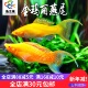 金玛丽燕尾玛丽鱼胎生鱼热带鱼直接下小鱼新手鱼好养活米奇孔雀