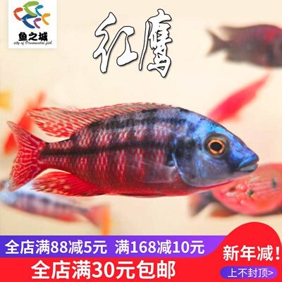 红鹰三湖慈鲷鱼热带淡水观赏鱼