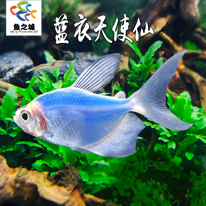 蓝衣天使仙水族鱼缸观赏鱼热带鱼淡水长尾天使鱼新手宠物鱼孔雀鱼 宠物/宠物食品及用品 鱼 原图主图