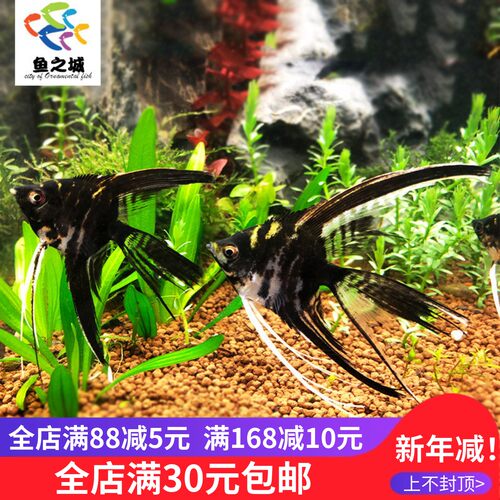 云石黑白活体热带鱼七彩神仙