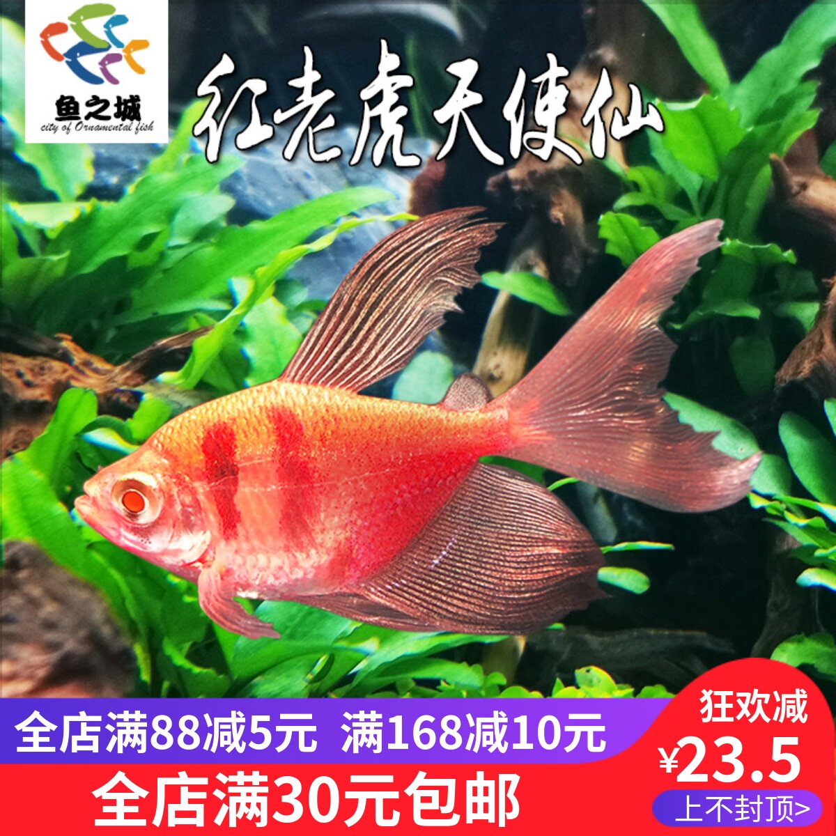 红老虎天使仙长尾巴水族观赏鱼青苹果绿老虎七彩天使热带鱼包活