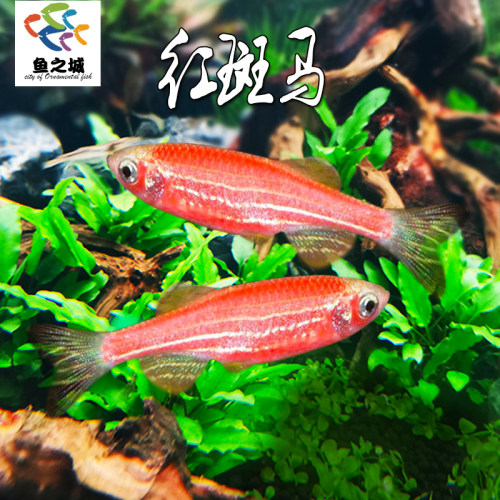 红斑马热带鱼观赏鱼新手闯缸鱼