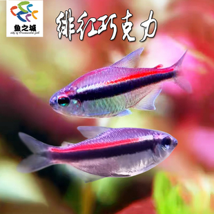 绯红巧克力灯鱼霓虹热带淡水鱼群游鱼刚果美人宝莲灯新手鱼观赏