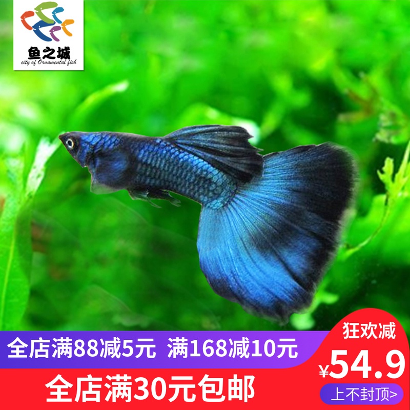 鱼之城孔雀鱼莫斯科蓝孔雀鱼蓝色孔雀鱼热带鱼莫斯科