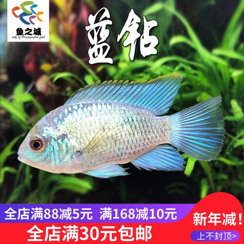 蓝钻鱼观赏鱼热带鱼新手可养易活