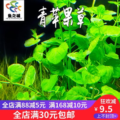 青苹果水草有茎类易栽培好养