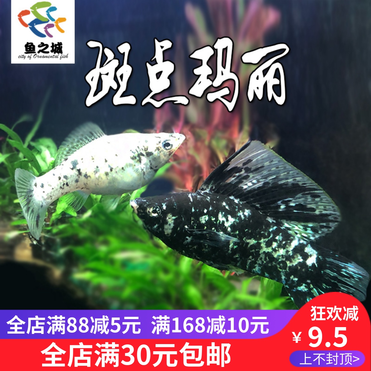 鱼之城斑点玛丽高帆大帆黑白球玛丽米奇胎生鱼新手热带观赏鱼活体