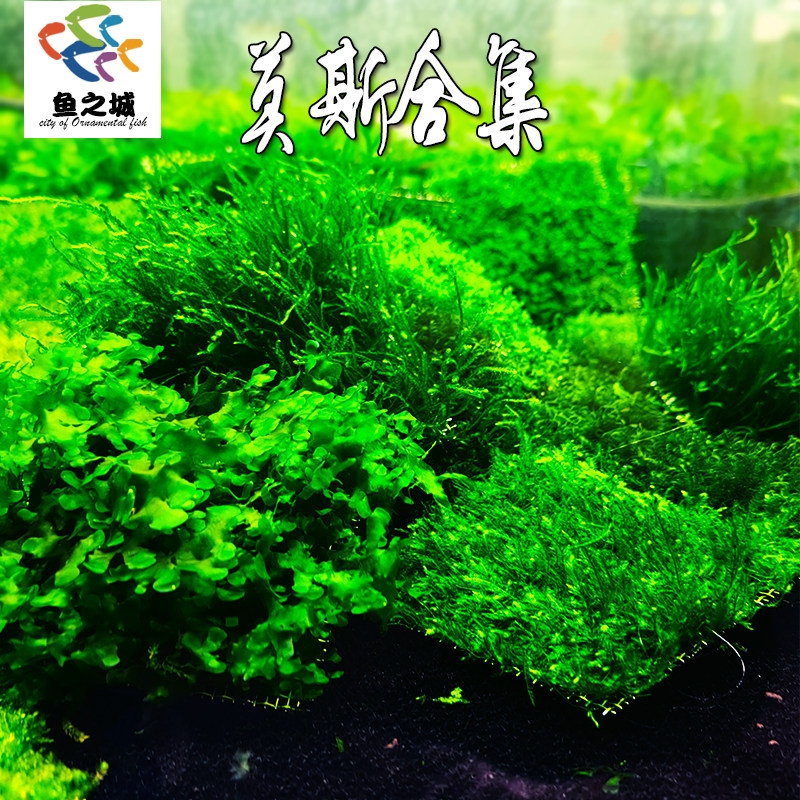 莫斯合集莫丝水草植物鱼虾龟缸造景水培淡水套餐懒人前中后景包活