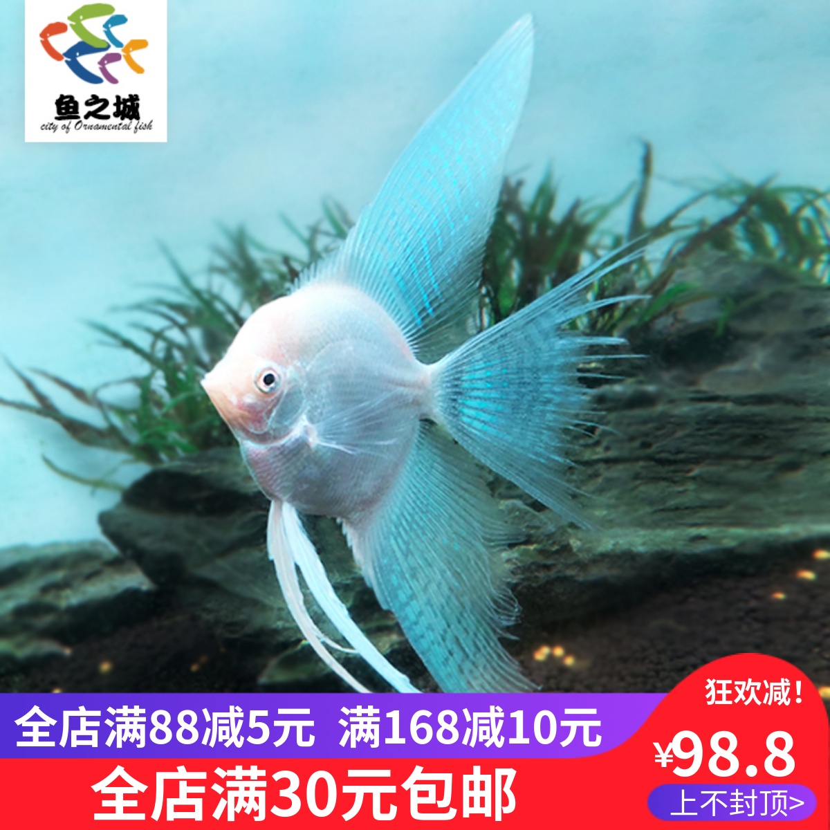 长翅白神仙神仙鱼热带鱼观赏鱼