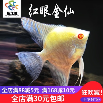 红眼金仙神仙鱼可混养斑马孔雀鱼