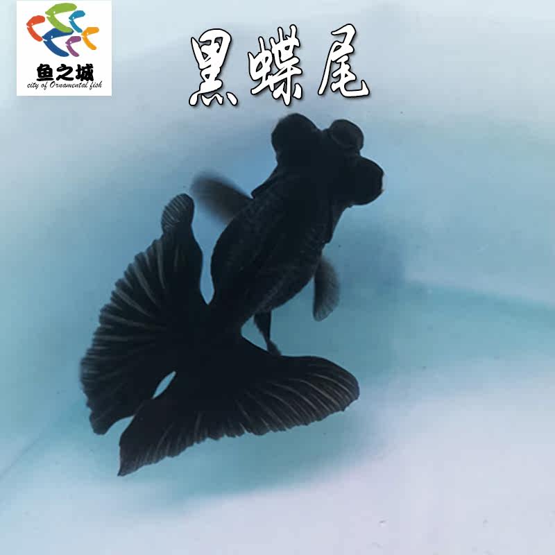 黑碟尾金鱼不加温冷水观赏鱼淡水鱼活体好养耐活龙睛兰寿锦鲤活鱼