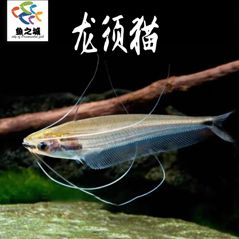 龙须猫鱼泰国透明玻璃四须猫海象群游鱼缸热带鱼淡水观赏鱼灯科鱼