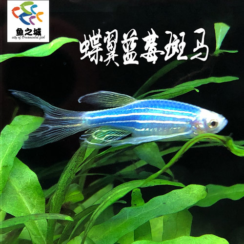 蝶翼长尾蓝莓斑马鱼红蓝条鱼