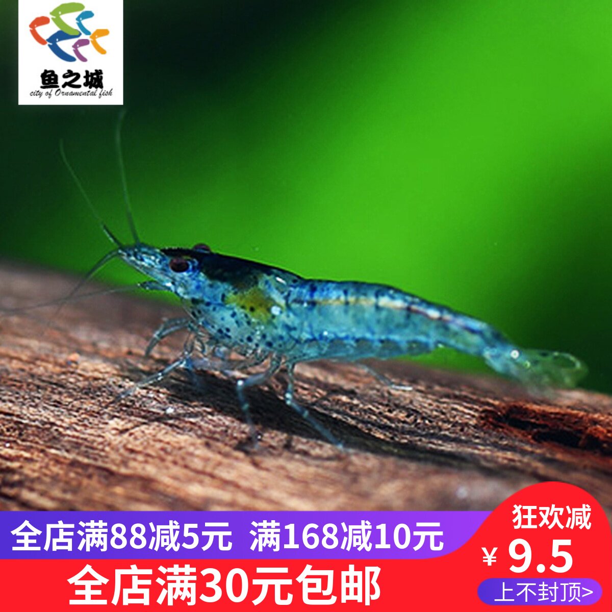 蓝丝绒虾 蓝丝绒虾梦幻虾活体 蓝丝绒观赏虾蓝丝绒虾活体除藻虾