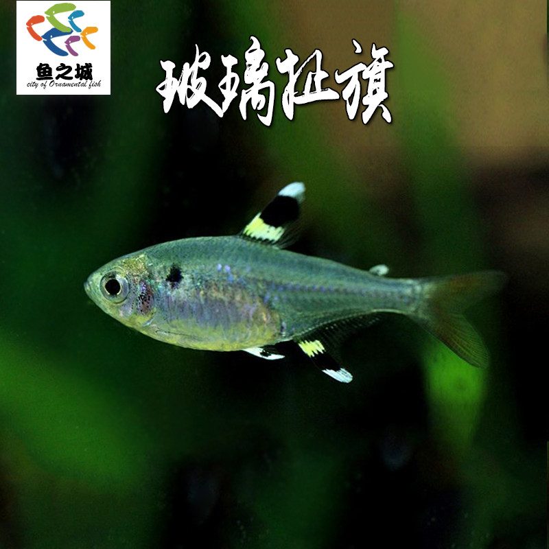 玻璃扯旗鱼水族鱼缸热带鱼观赏鱼透明的鱼拉拉鱼玻璃鱼活体小型鱼