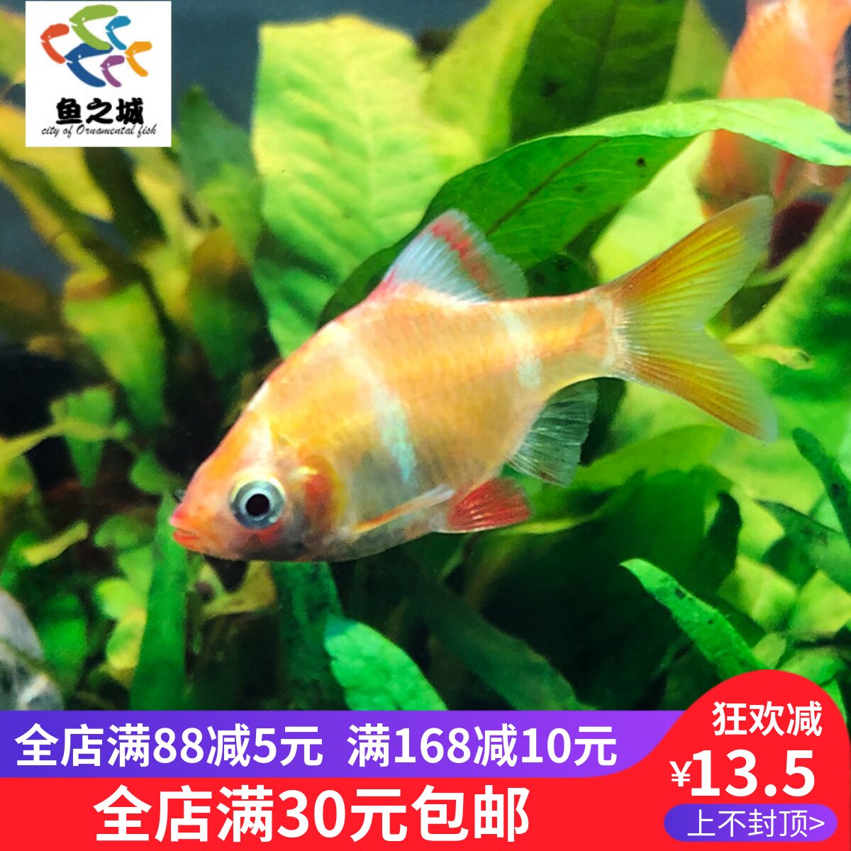 鱼之城金虎皮四间虎皮绿虎皮鱼透光亮彩鱼耐养活热带观赏鱼活体