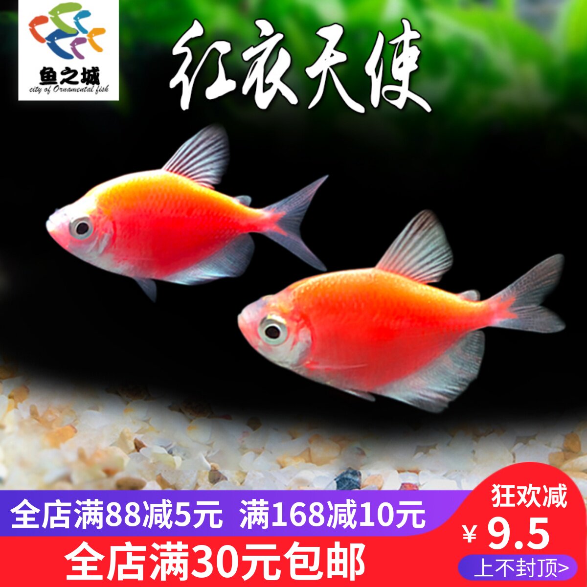 红衣天使鱼五彩裙鱼好养活体斑马鱼观赏鱼小型热带鱼绿衣天使练手