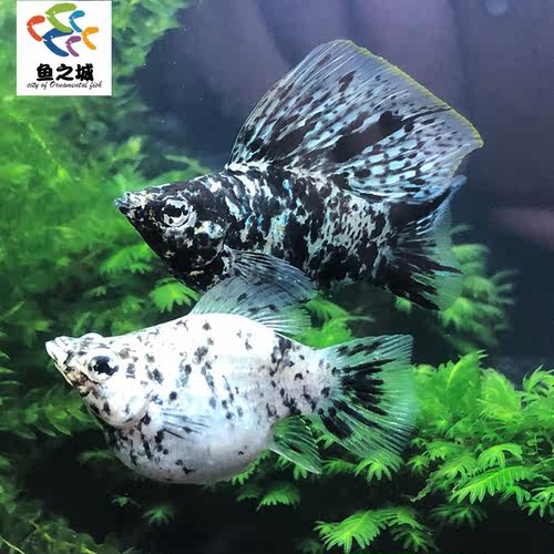 斑点奶牛玛丽熊猫金银黑球热带鱼