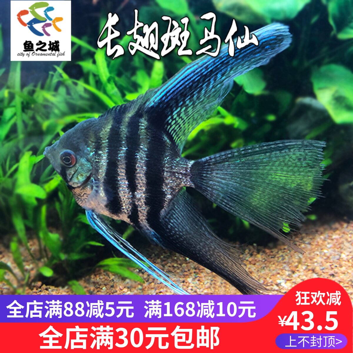 长翅斑马仙神仙鱼大型燕鱼活鱼秘鲁三色热带鱼水族观赏鱼淡水好养